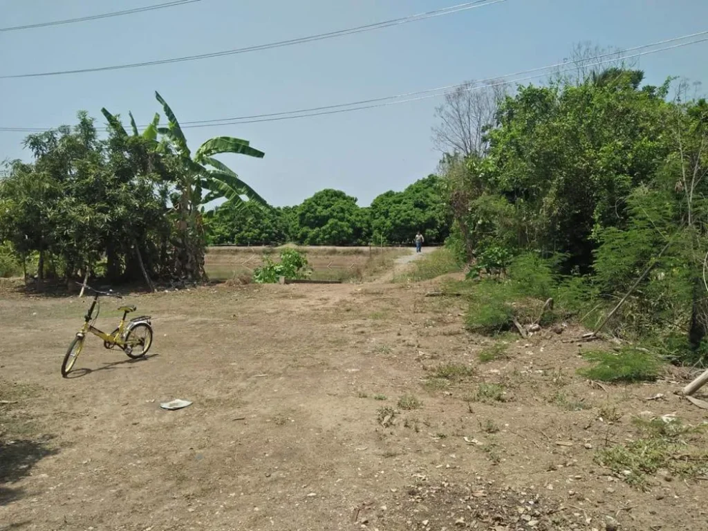 ขายที่ดินบ้านร่มป่าตอง สารภี