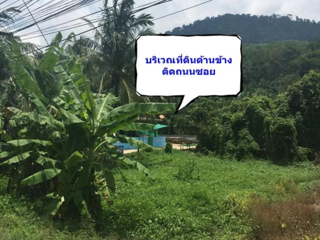 ขายที่ดินหินช้างติดถนนดำ ถูกมาก