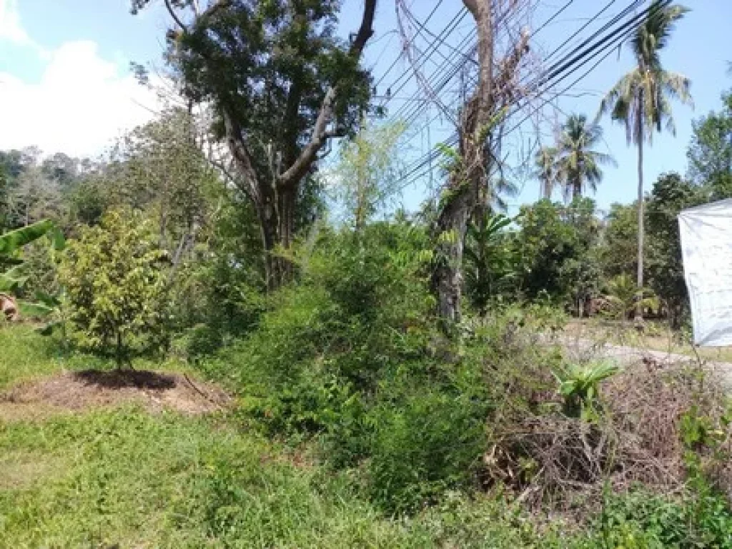 ขายที่ดินในอำเภอเกาะช้าง จังหวัดตราด ที่ดิน 8 ไร่ 1 งาน