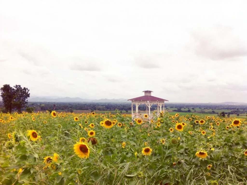 แบ่งขายที่ดิน10-70ไร่ในอำเภอปากช่อง วิวสวยเนินเขา