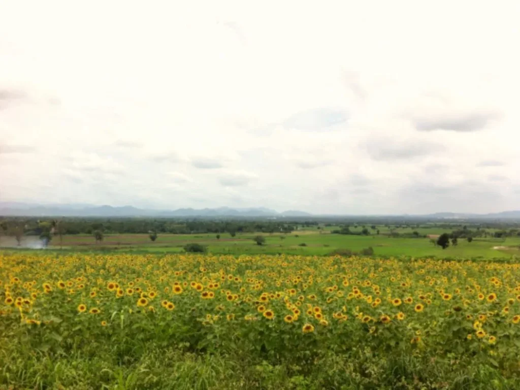 แบ่งขายที่ดิน10-70ไร่ในอำเภอปากช่อง วิวสวยเนินเขา