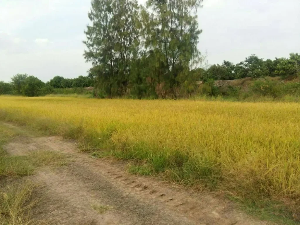 ขายที่ดิน มีโฉนด อำเภอเมือง จังหวัดปราจีนบุรี