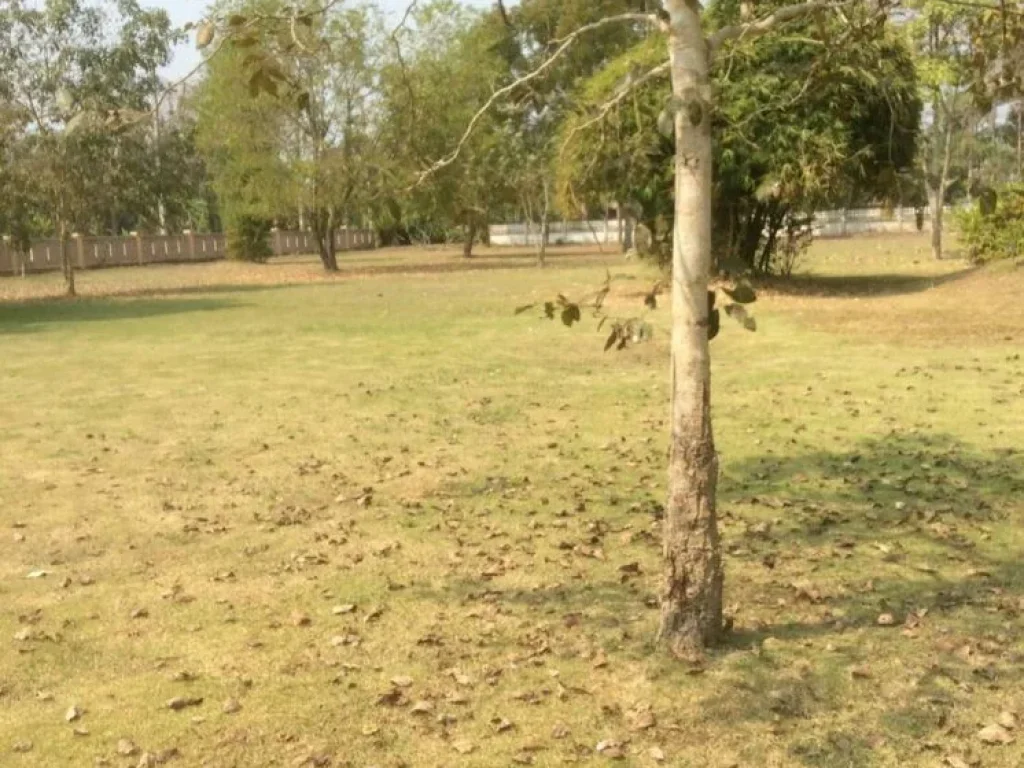 ขายที่ดินจังหวัดเชียงใหม่ พร้อมอาคารไม้สัก 2 ชั้น