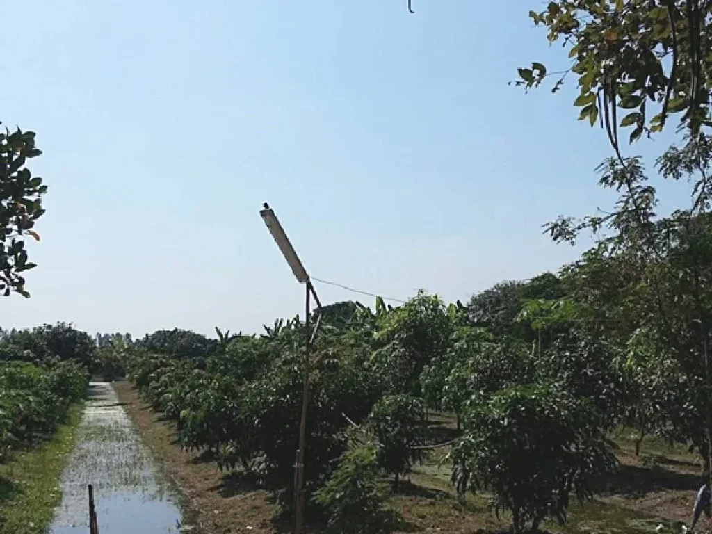 บ้านพร้อมที่ดิน-สวนผลไม้ ตำบลวังลึก อำเภอสามชุก สุพรรณบุรี 10 ไร่ 350 ตรว