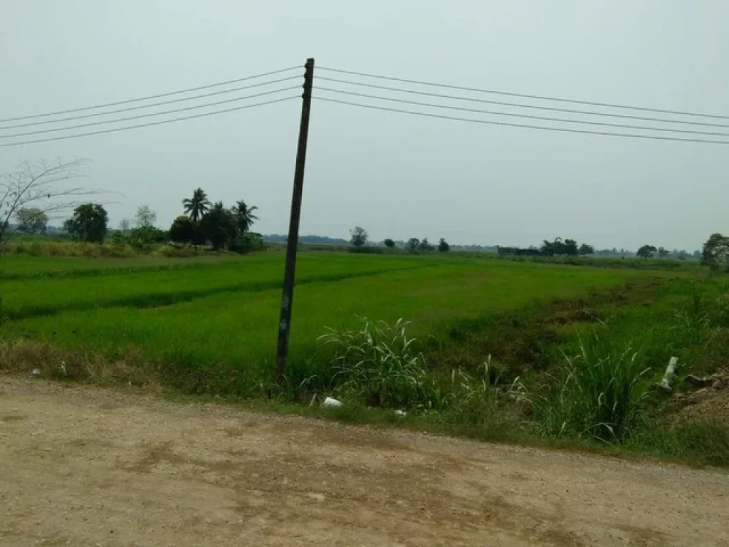 ขายที่ดิน นา เนื้อที่ 7 ไร่ ติดถนนดำ ด้านหลังติดบึงแม่ระหัน