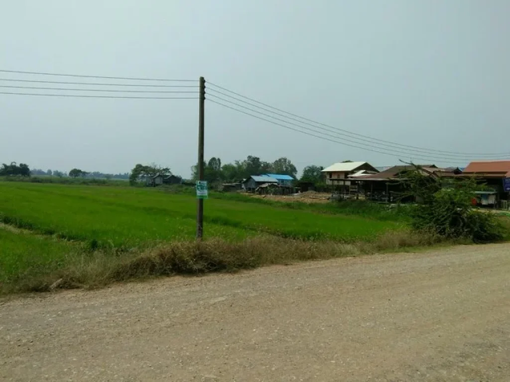 ขายที่ดิน นา เนื้อที่ 7 ไร่ ติดถนนดำ ด้านหลังติดบึงแม่ระหัน