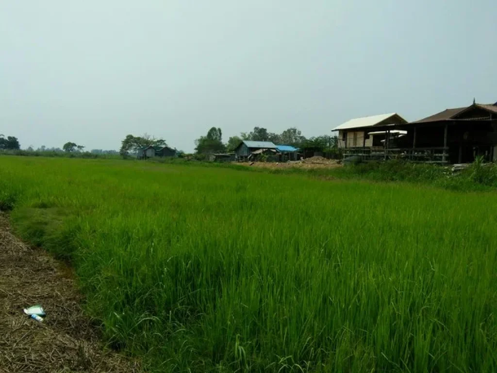 ขายที่ดิน นา เนื้อที่ 7 ไร่ ติดถนนดำ ด้านหลังติดบึงแม่ระหัน