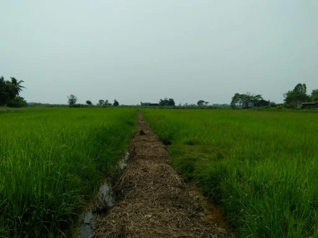 ขายที่ดิน นา เนื้อที่ 7 ไร่ ติดถนนดำ ด้านหลังติดบึงแม่ระหัน