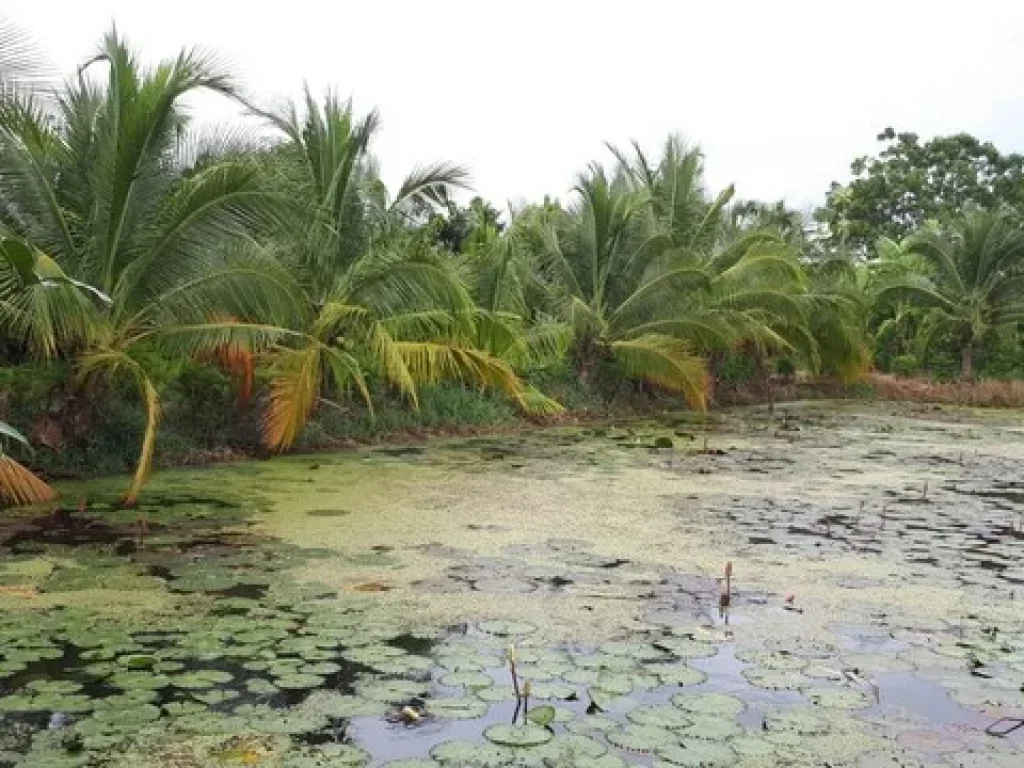 รหัสC1192 ขายที่ดินสุพรรณบุรี 30 ไร่ เหมาะสำหรับทำสวนและการลงทุนมีผลกำไรตอบแทน