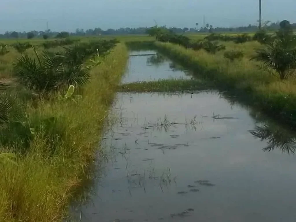 ขายที่ดินและสิ่งปลูกสร้างพร้อมสวนใกล้โรงงานไทยแอร์โร พิษณุโลก