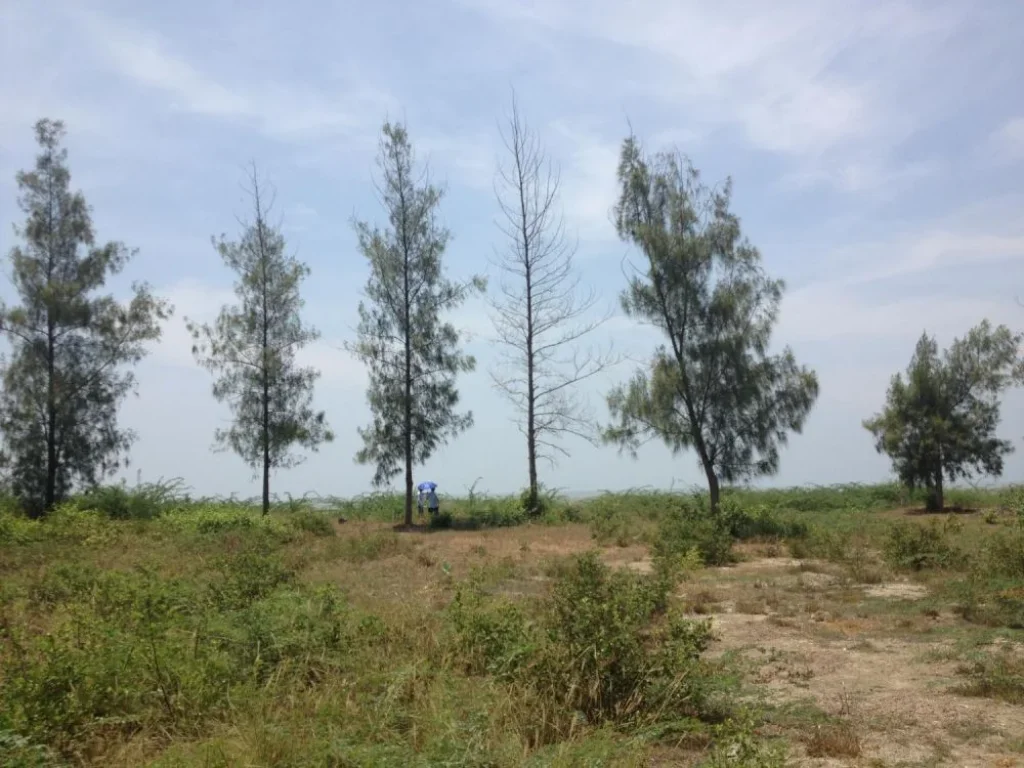 เช่าที่ดินติดทะเลกุยบุรี ประจวบคีรีขันธ์ กม ที่ 275 เนื้อที่ 536 ตรว Rental 1acre beachfront land at Kuiburi Prajuobkeereekhun province 275km far