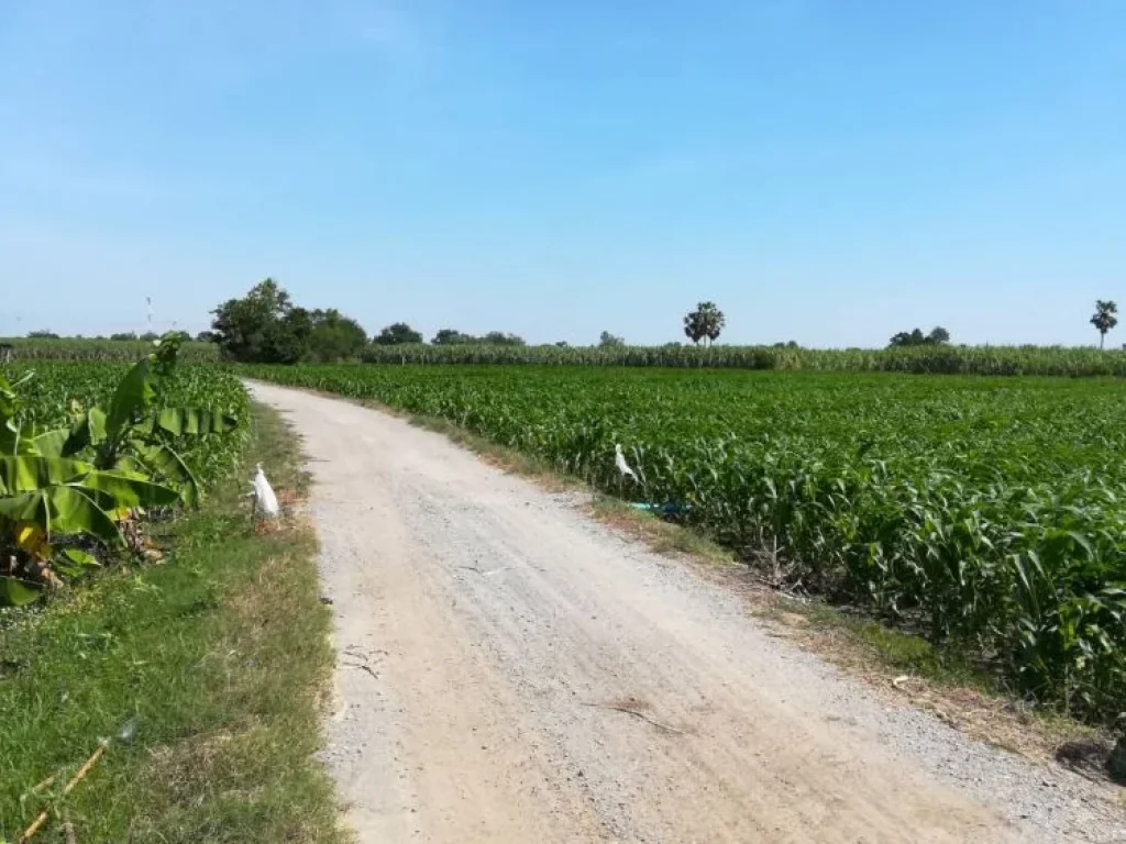 ขายที่ดิน เนื้อที่10 ไร่ ติดถนนสุพรรณบุรี ตหนองโอ่ง ออู่ทอง จสุพรรณบุรี