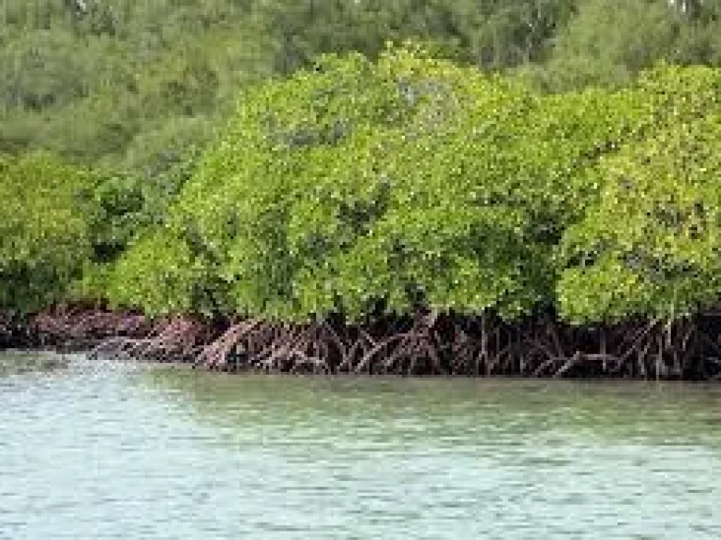 ที่ดินสวยอย่างนี้ไม่มีอีกแล้ว ด้านหน้าติดแม่น้ำ ยาว 500 เมตร แม่น้ำกว้าง วิวภูเขา ธรรมชาติสวยงามมาก