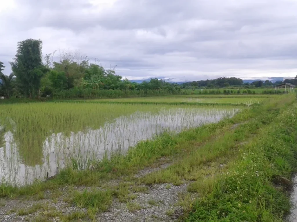 ขายด่วนบ้านสวนเกษตรผสมผสานทำเลงามใกล้ตัวอำเภอแม่จันแค่1กิโลนิดๆเจ้าของขายเองไม่ผ่านนายหน้า