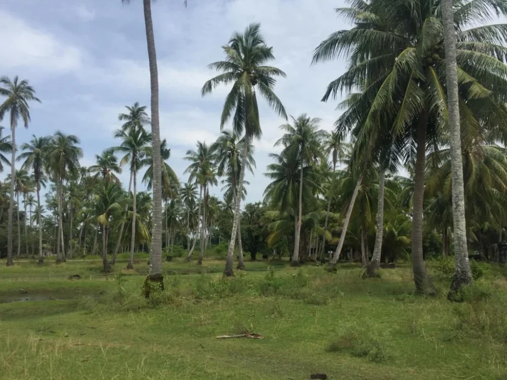 ที่ดินเปล่า 18 ไร่ บนเกาะสุกร ตรัง