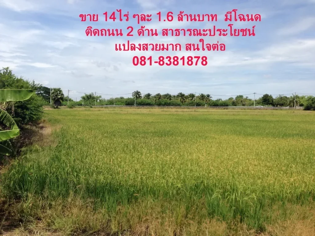 ขายที่ดิน 14 ไร่ 1 งาน 36 วา บางแก้วฟ้า อนครชัยศรี จนครปฐม ราคาถูกสุดๆ