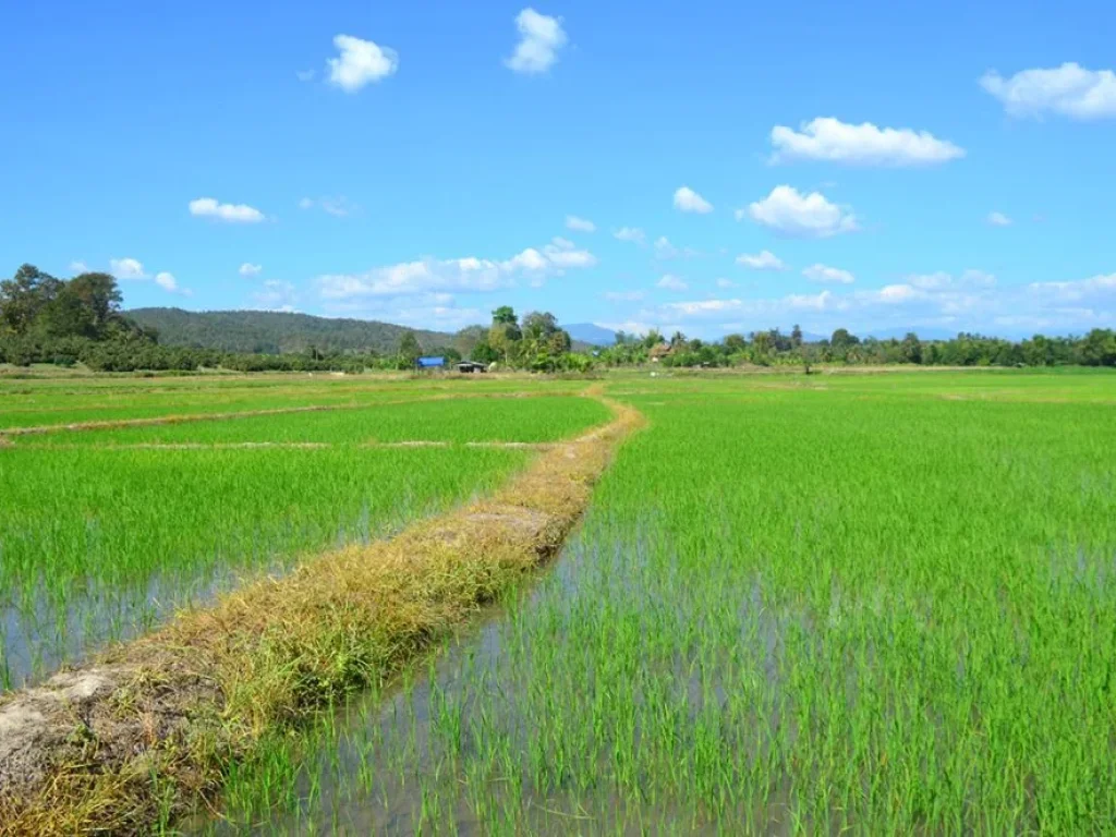 ขายที่ดิน แมริม พระบาทสี่รอยราคาถูก