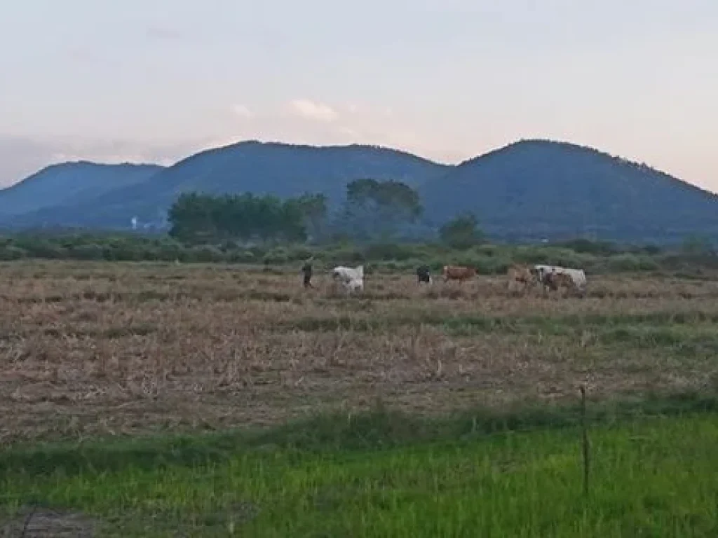 ขายที่ดิน 5 ไร่ สวยมาก ใกล้สนตำรวจบ้านธิ วิวทุ่งนาและทิวเขา บรรยากาศรีสอร์ท ตบ้านธิ อเมือง จลำพูน