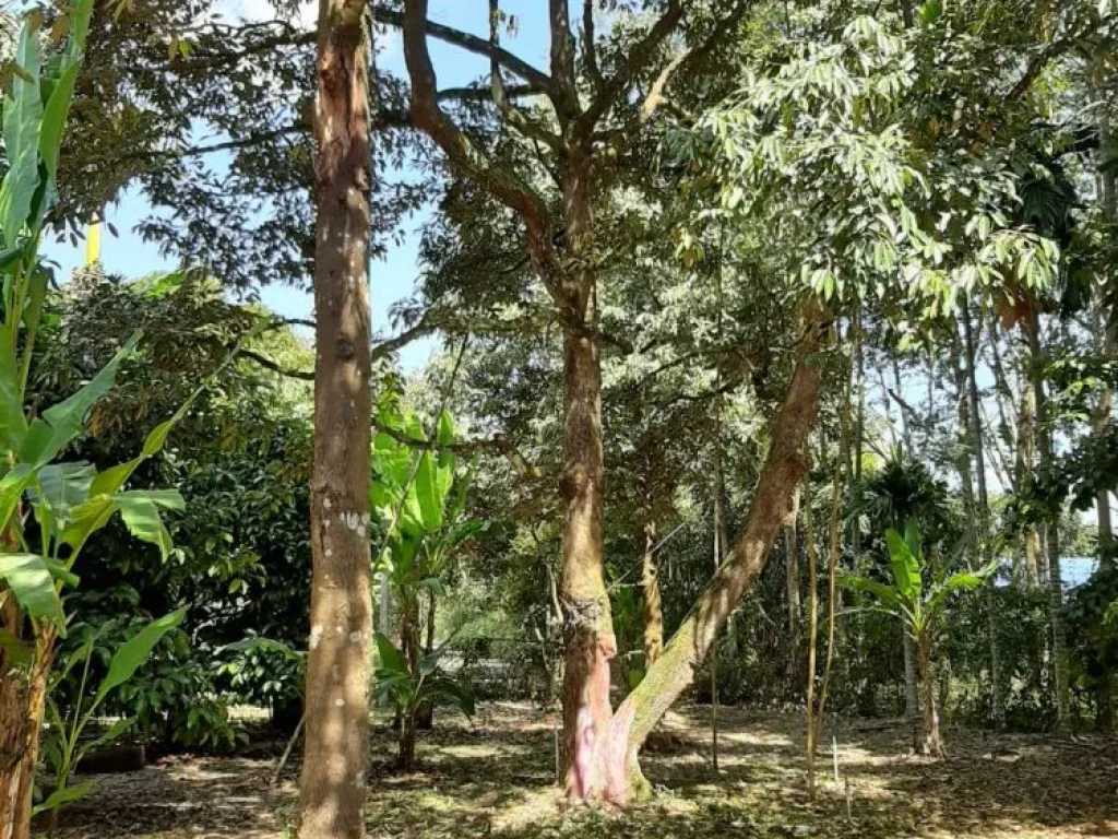 ขายสวนทุเรียนติดคลองใหญ่ ใกล้ถนนสุขุมวิท ติดถนนลาดยาง 27 ไร่ 1 งานเศษ