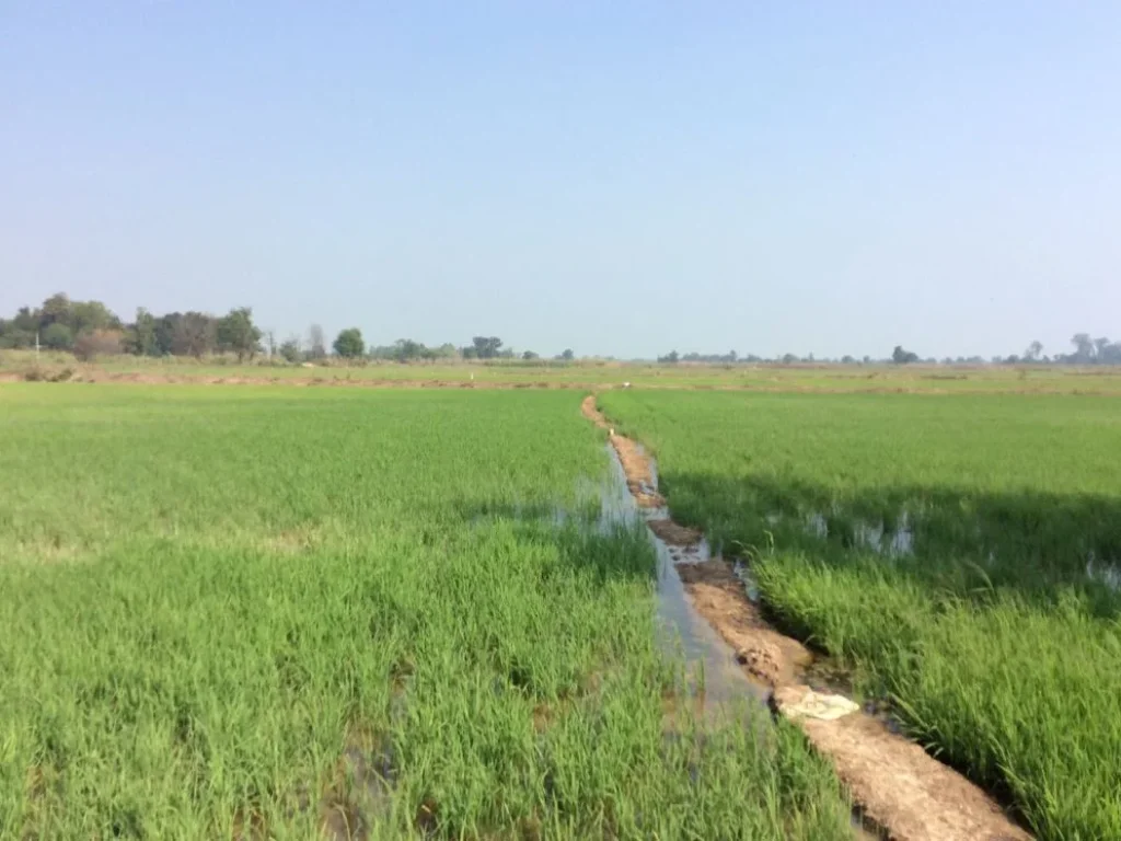 ขายที่โฉนดแปลงใหญ่ บรรยากาศดีมาก ล้อมรอบด้วยคลองธรรมชาติ