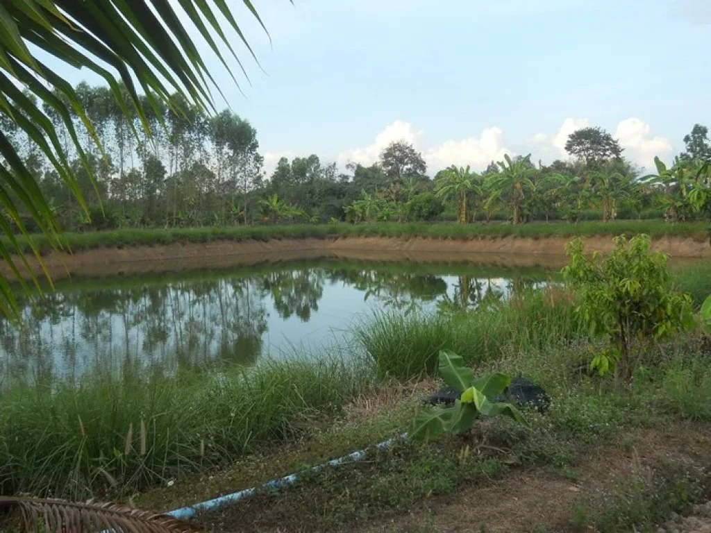 ขายสวนปาล์ม สวนยาง พร้อมบ้านพักในสวน