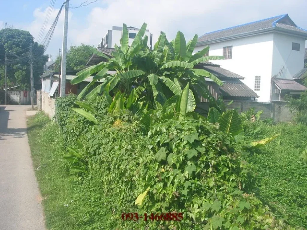 เชียงใหม่ขายที่ดิน200ตรวในซอยสิโรรสตรงข้ามสวนดอกถนนสุเทพ