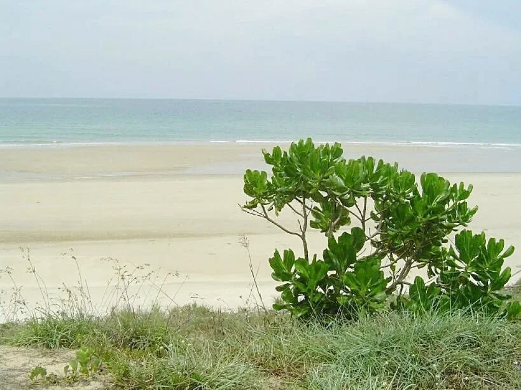 ขายที่ดินติดชายหาดดอนสำราญบางสะพาน