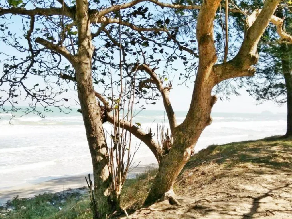 ขายที่ดินติดชายหาดดอนสำราญบางสะพาน