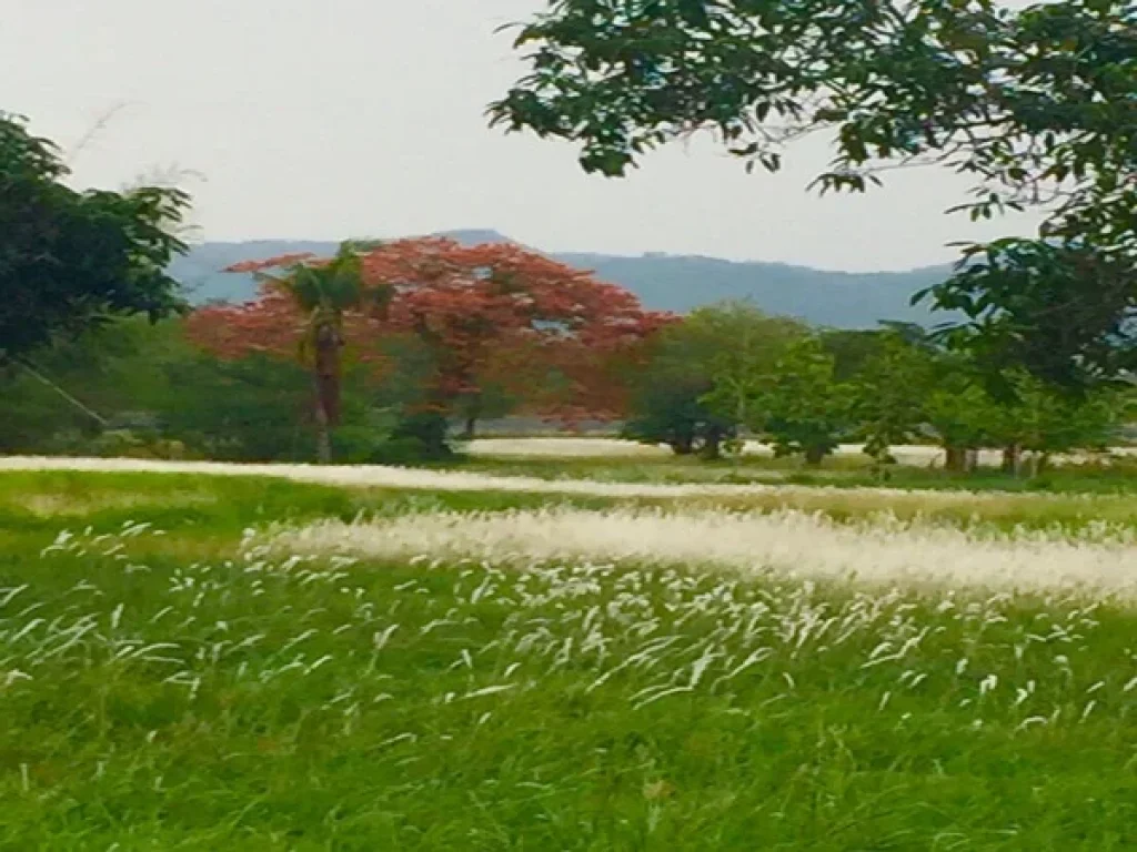 ขาย Paya บ้านพักตากอากาศ เขาใหญ่ 1ไร่ สระว่ายน้ำ พร้อมบ้าน 2ห้องนอน2ห้องน้ำ ปากช่อง นครราชสีมา