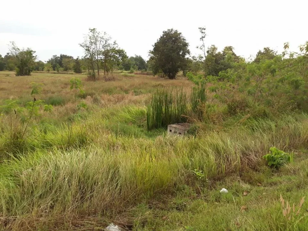 ขายที่ 700ไร่ขยายได้ถึง1000ไร่ ติดถนนสุวรรณศร พื้นที่เศรษฐกิจพิเศษ