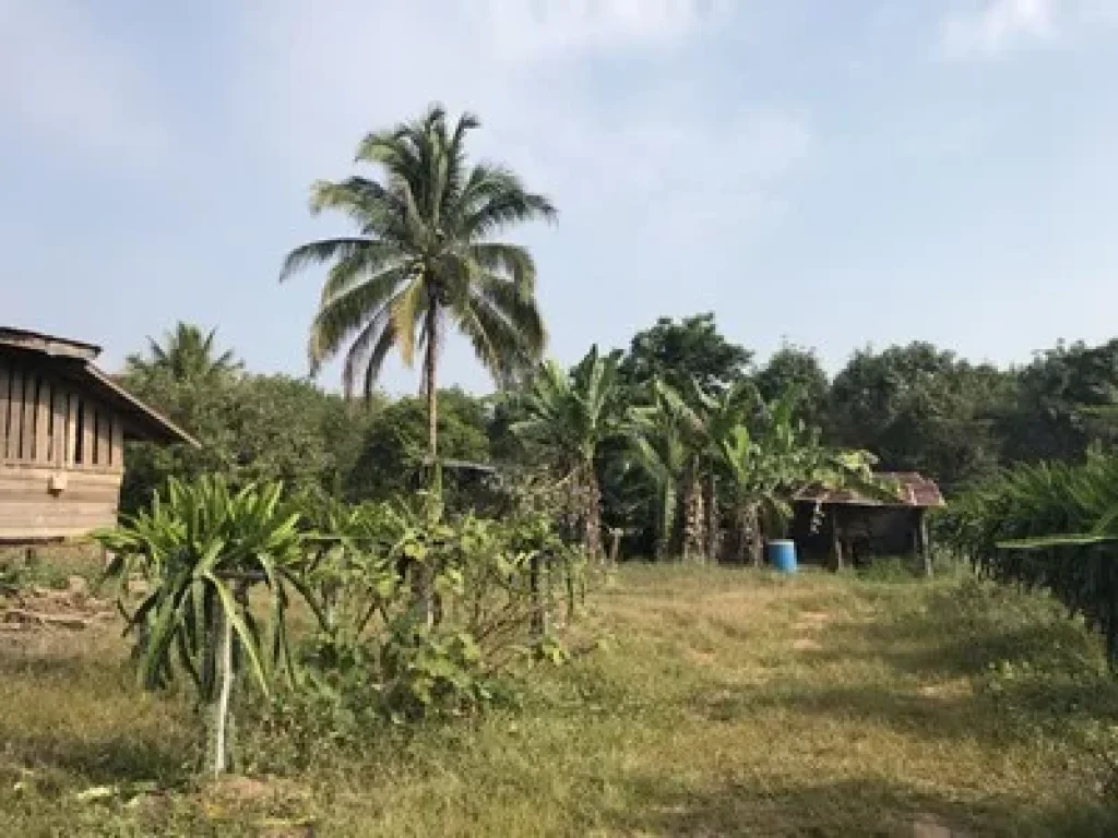 ที่ดินภูเรือ จ เลยราคาถูก34ไร่ เป็นสวนผลไม้ อากาศดีตลอดปี ใกล้สถานที่ปฎิบัติธรรมของวัดพระธรรมกาย