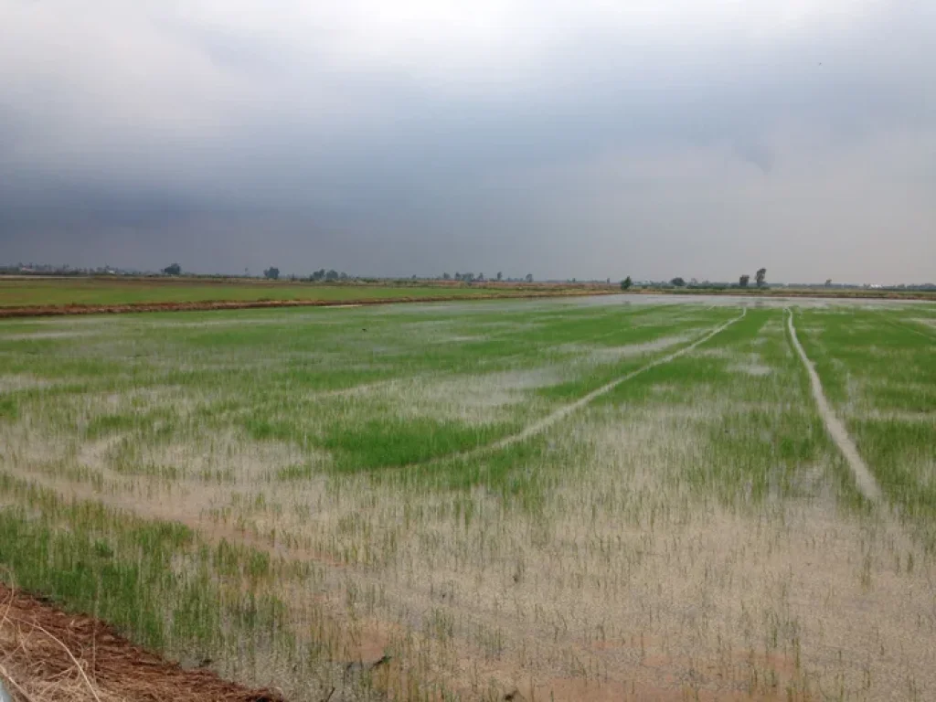 ประกาศขายที่ดินจังหวัดสุพรรณบุรี