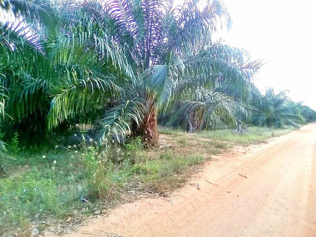 ขายที่ดินทำเกษตรกรรมแปลงใหญ่