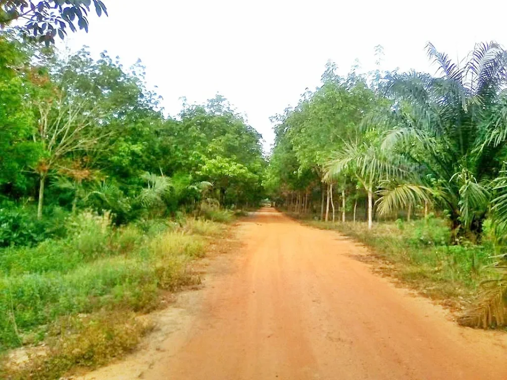 ขายที่ดินทำเกษตรกรรมแปลงใหญ่