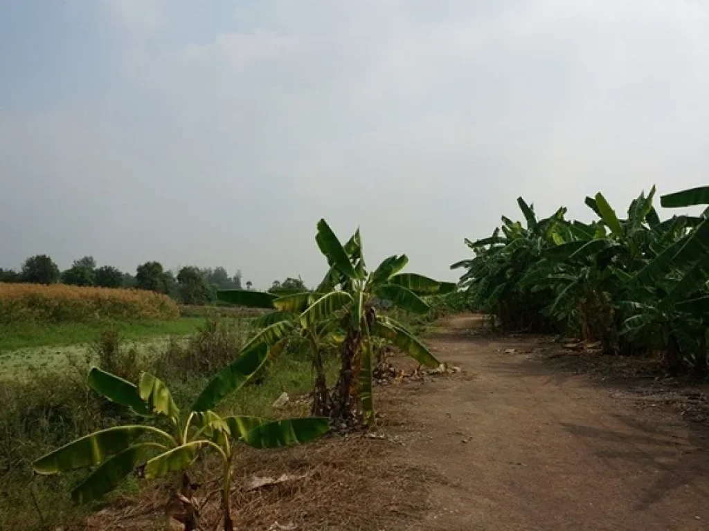 ขายที่ดินเปล่า รังสิต-ปทุมธานี