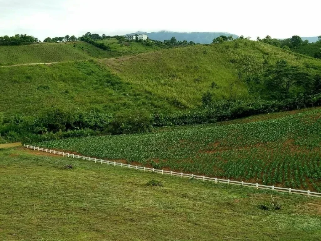 ที่ดินเขาค้อ 5 ไร่ ตทุ่งสมอ อเขาค้อ จเพชรบูรณ์