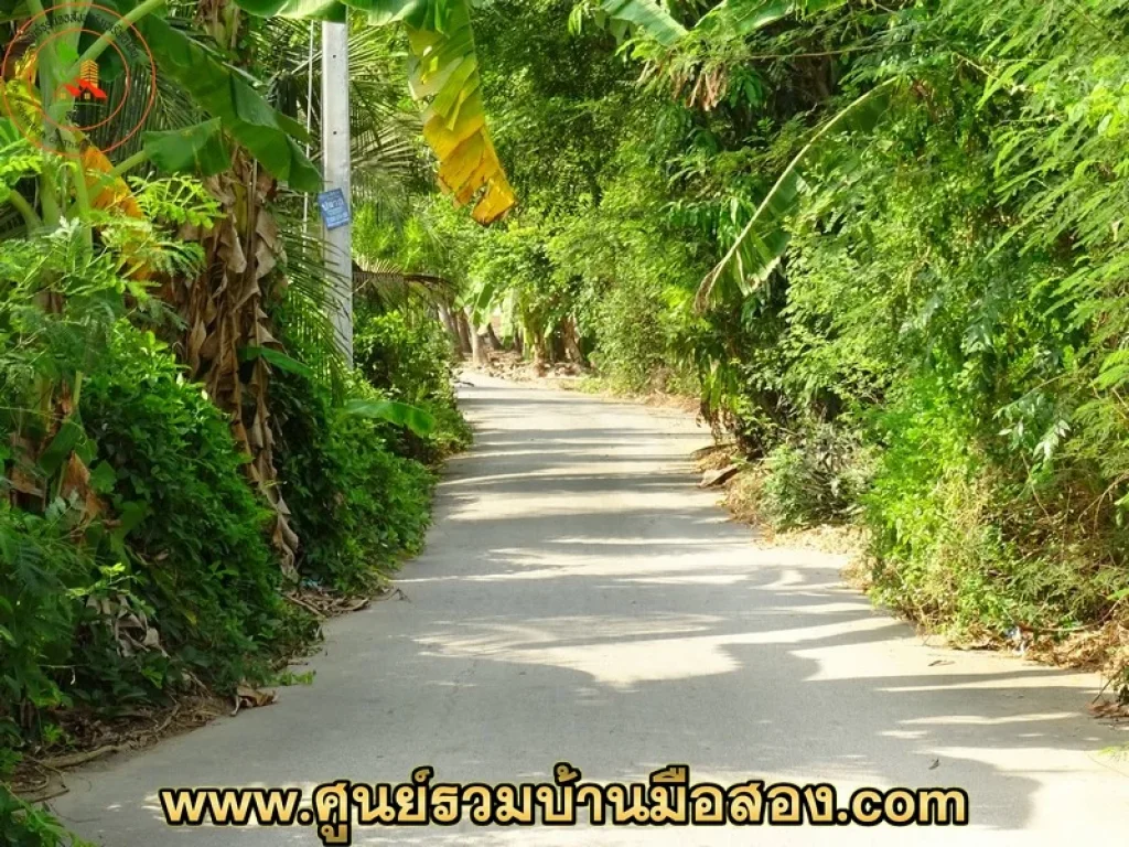 ขายที่ดินสวนมะพร้าว 2843 ตรว ซอยบางป่า 47 จังหวัดราชบุรี