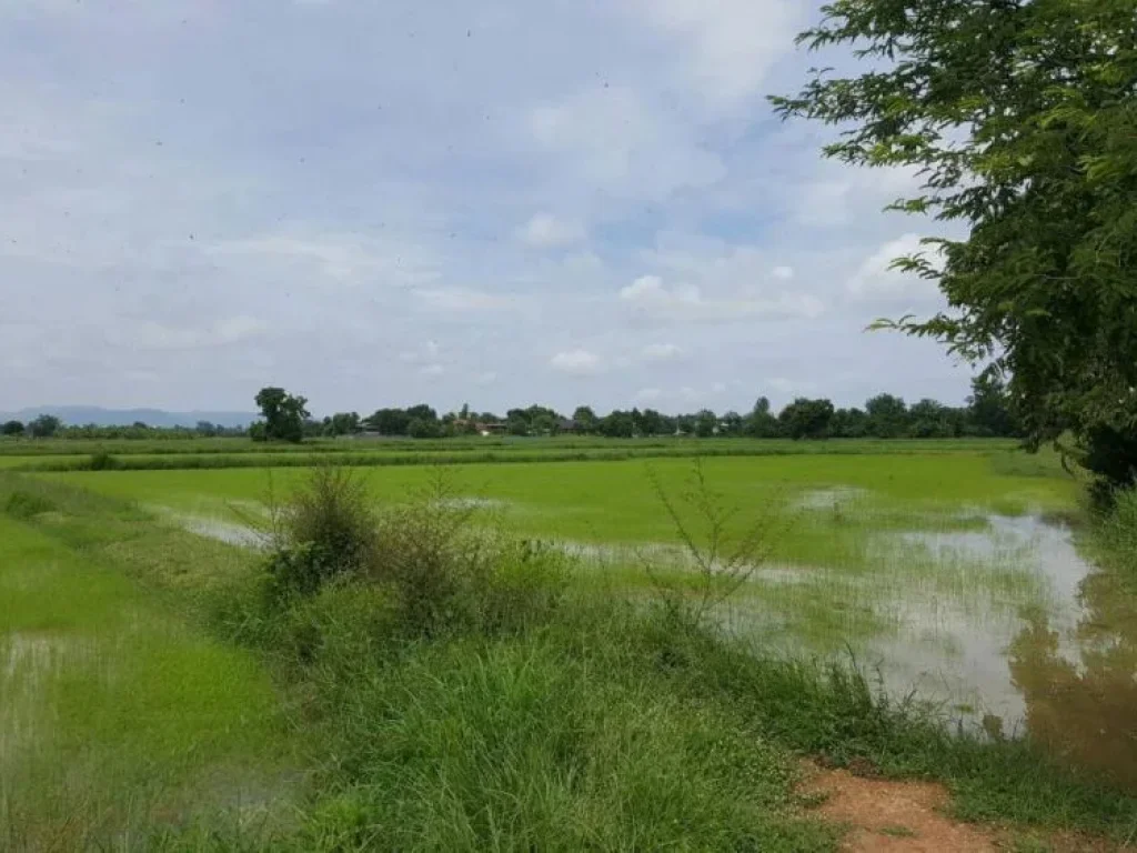 ขายที่ดิน แปลงสวย อยู่ตำบลหนองชุมพลเหนือ อำเภอเขาย้อย จังหวัดเพชรบุรี เนื้อที่ 42-2-24ไร่ เหมาะกับการทำโรงงาน