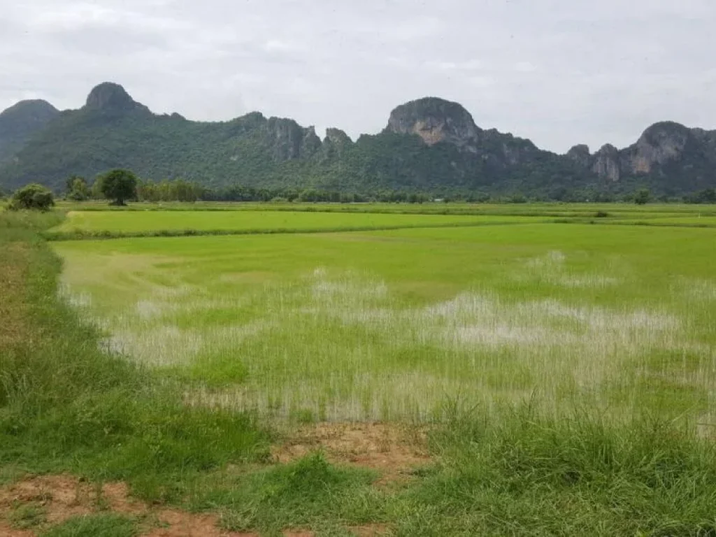 ขายที่ดิน แปลงสวย อยู่ตำบลหนองชุมพลเหนือ อำเภอเขาย้อย จังหวัดเพชรบุรี เนื้อที่ 42-2-24ไร่ เหมาะกับการทำโรงงาน