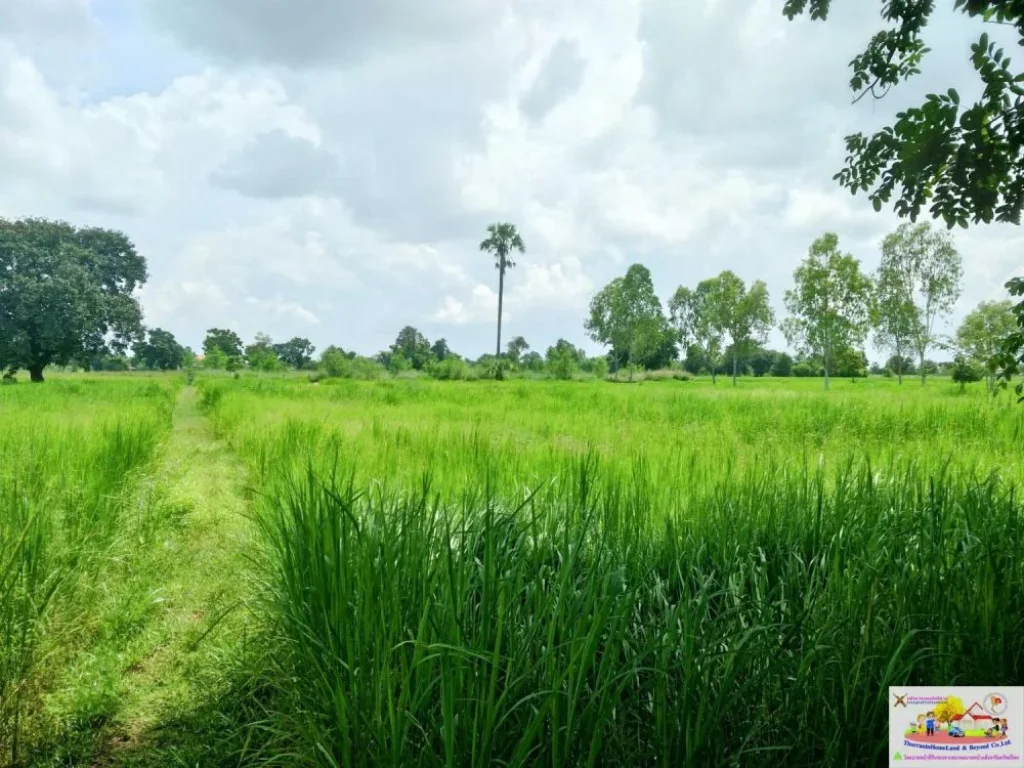 ที่นาติดถนนบ้านกอกน้อย-โคกฟันโปง ตบ้านเป็ด อเมืองขอนแก่น