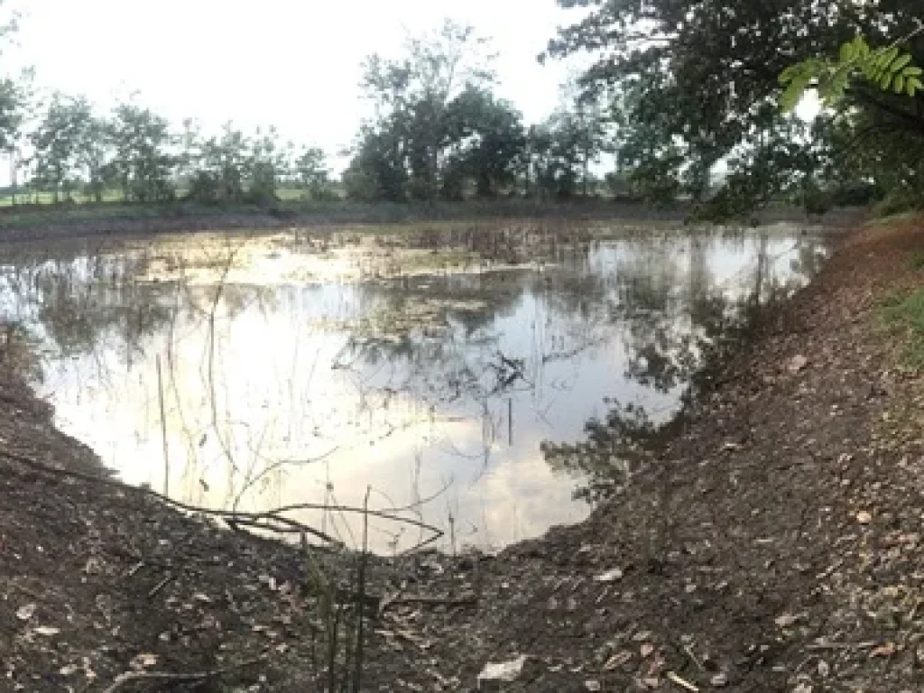 ขายที่ดิน 36 ไร่ ติดถนนราดยาง ตนครเดิฐ อศรีนคร จสุโขทัย