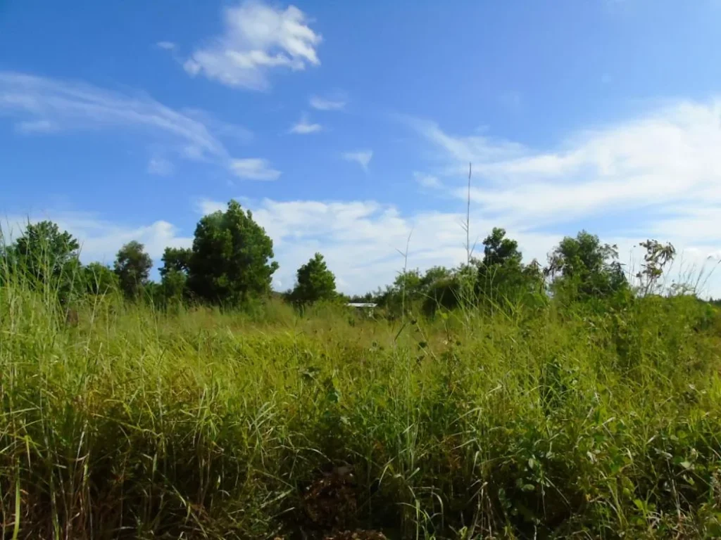 ที่ดินเปล่า 70 ตรวขึ้นไป