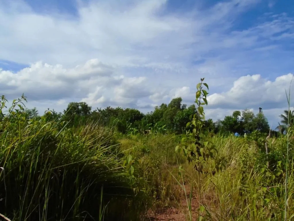 ที่ดินเปล่า 70 ตรวขึ้นไป