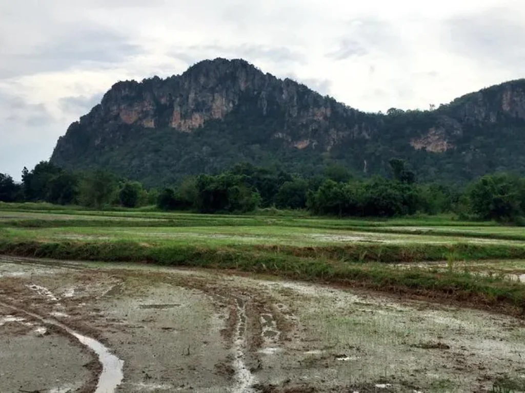 ขายที่ดิน 5ไร่ 3งาน 60ตรวา อำเภอเขาย้อย หนองชุมพลเหนือ เพชรบุรี