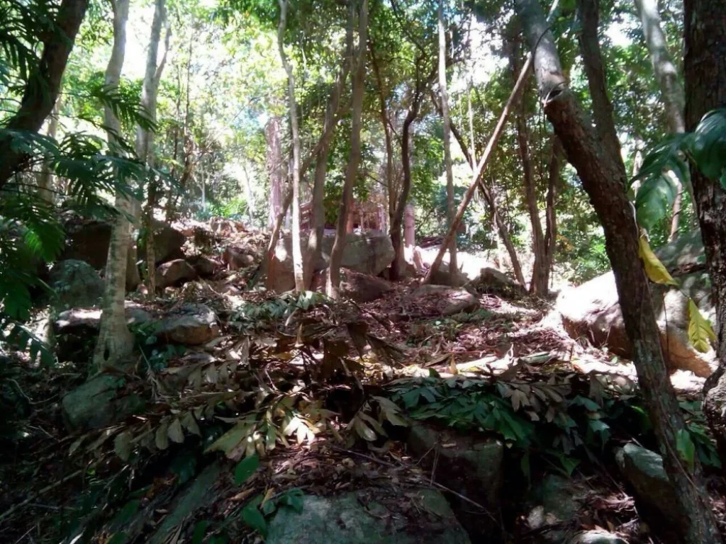 ขายที่ดิน 27ไร่ บนเกาะสมุย ใกล้กับหินตา-หินยายและหาดละไม เหมาะสำหรับทำรีสอร์ท