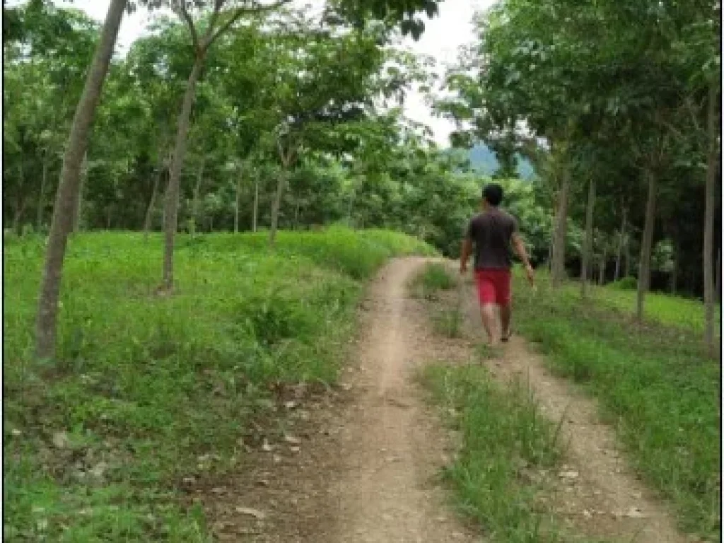 ขายที่ดินทำกินสวยๆ 27ไร่ 300000 บาท ตบ้านแก่ง อศรีสัชนาลัย