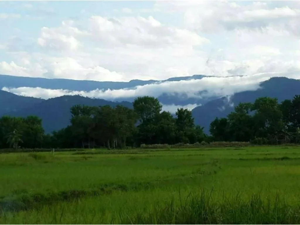 ขายที่ดิน 51 ไร่ ด้านหน้าติดถนนชยางกูร ด้านหลัง ติดแม่น้ำโขง อเมือง จบึงกาฬ ใกล้วัดอาฮงศิลาวาส ampquot