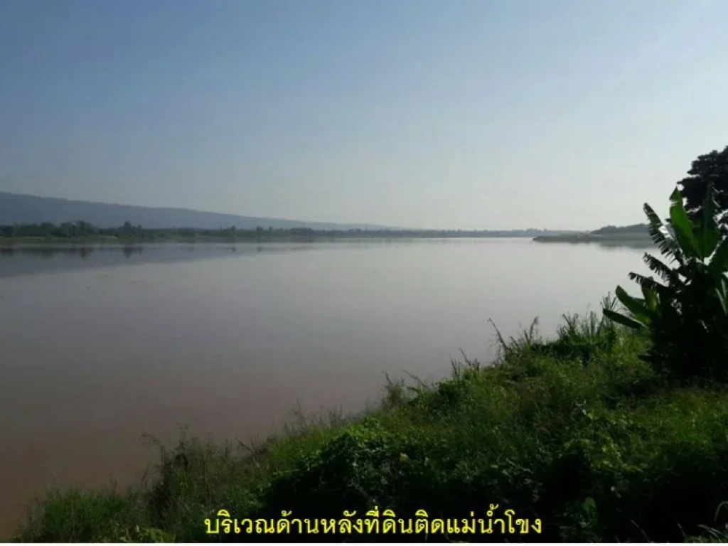 ขายที่ดิน 51 ไร่ ด้านหน้าติดถนนชยางกูร ด้านหลัง ติดแม่น้ำโขง อเมือง จบึงกาฬ ใกล้วัดอาฮงศิลาวาส ampquot