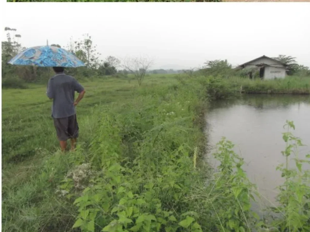 ขายที้ดินเปล่า 3 ไร่ 31 ตรวา สันป่าตอง เชียงใหม่