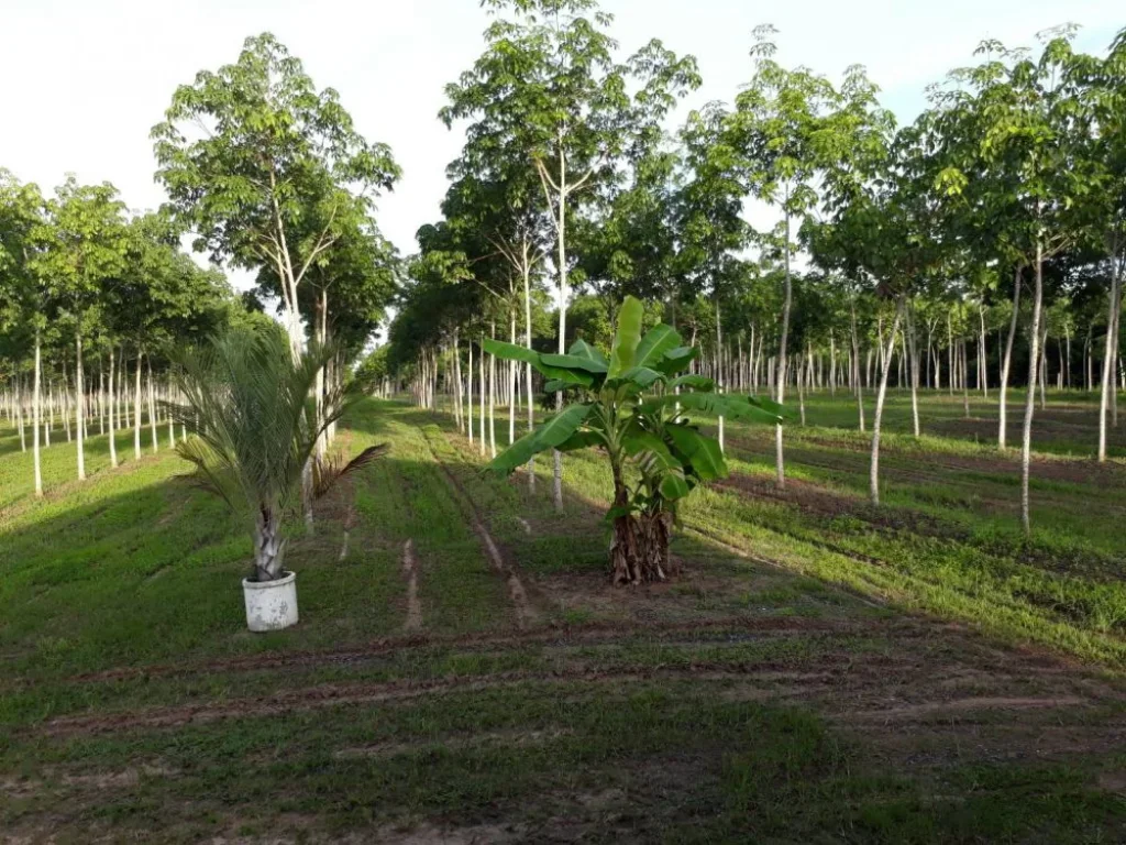 ขายที่ดินพร้อมสวนยางและบ้าน จอุดรธานี